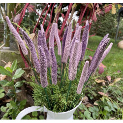 Lavanda - Cerâmica