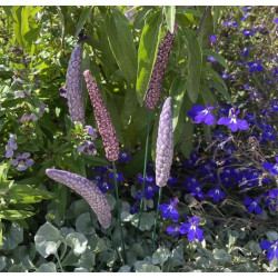 Lavanda - Cerâmica